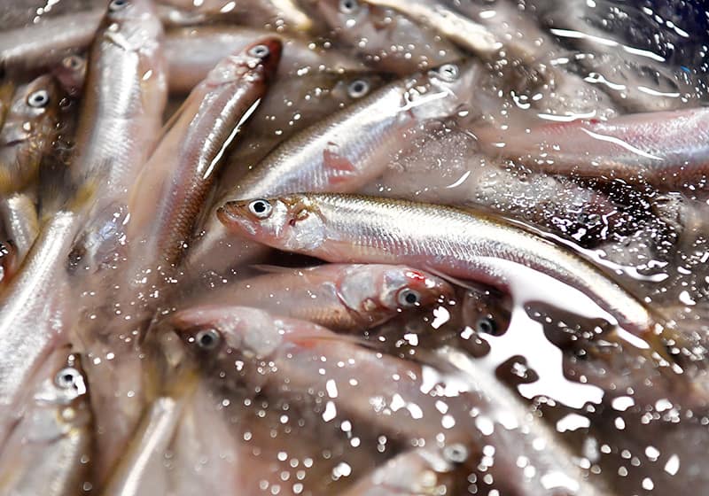 鮮魚