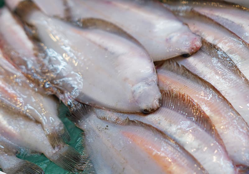 鮮魚