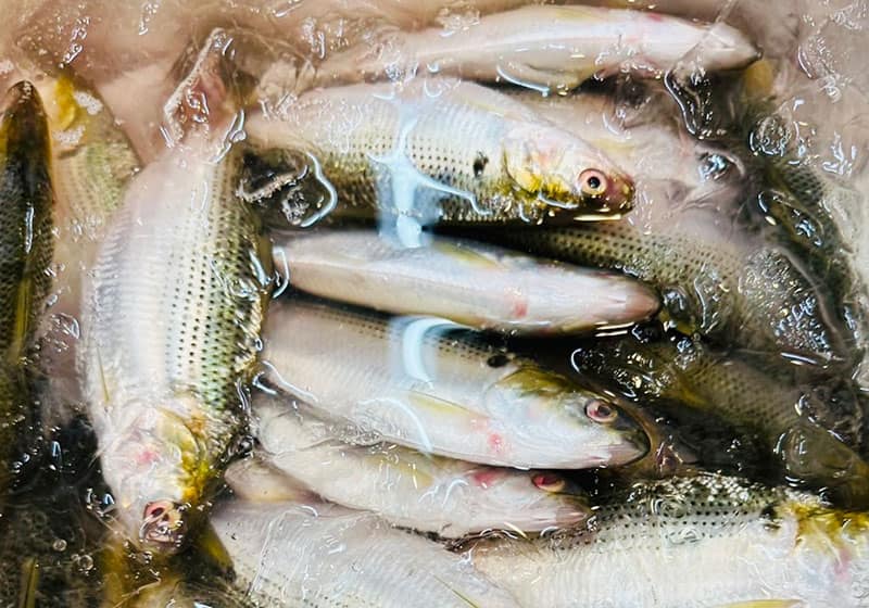 鮮魚