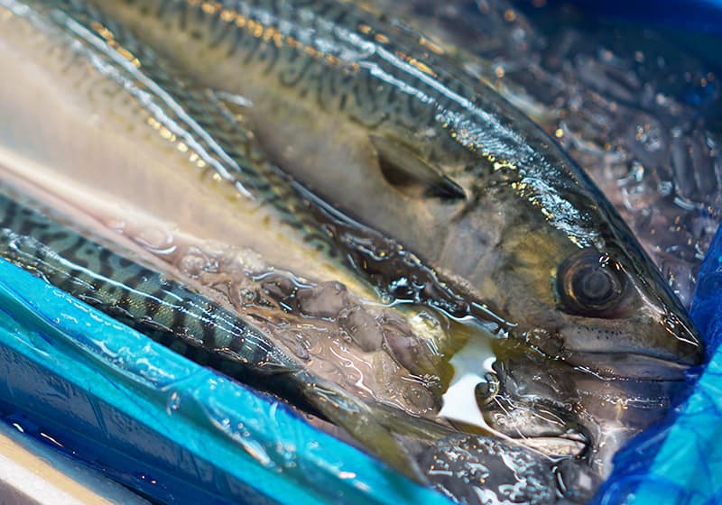 鮮魚