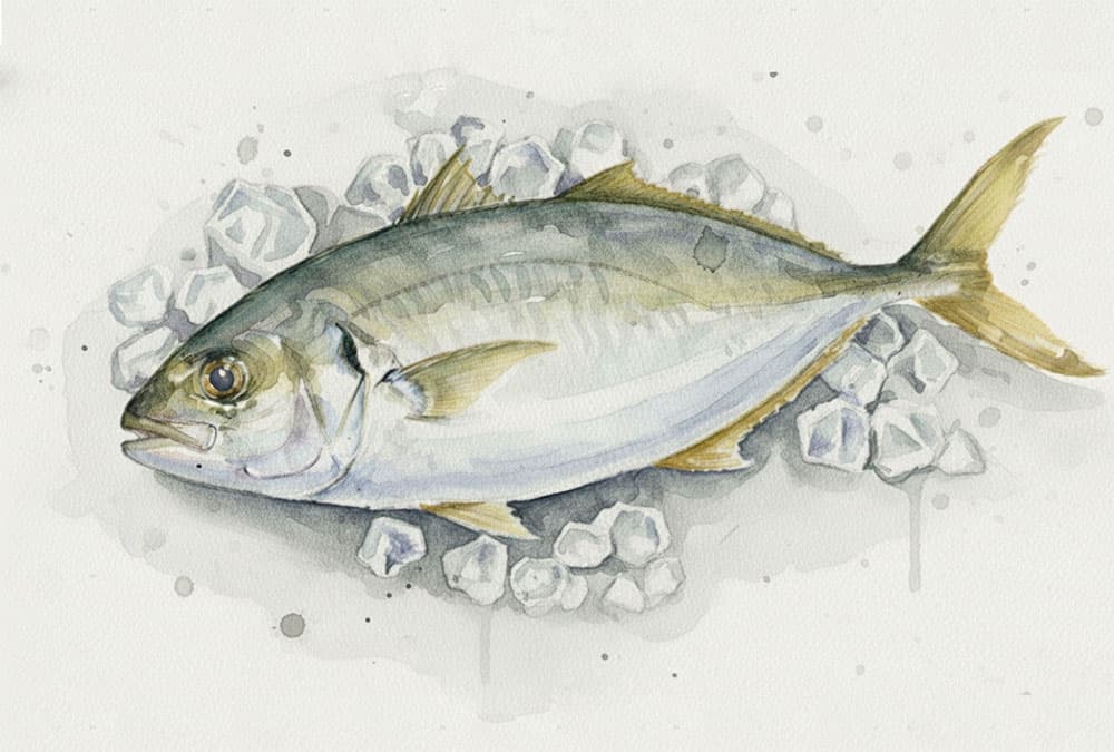 宿毛産 天然シマアジ